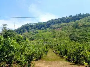 (AFA62) 28 Acres Highly Commercial Estate in Eheliyagoda for Sale!
