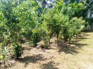 (AFA62) 28 Acres Highly Commercial Estate in Eheliyagoda for Sale!