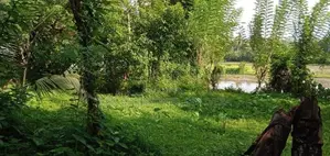 Horana Yala Godella Land for Sale