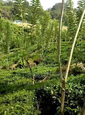 3.15 Acres Tea & Cinnamon Estate For Sale in Galle