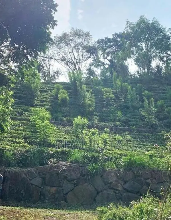 3.15 Acres Tea & Cinnamon Estate For Sale in Galle