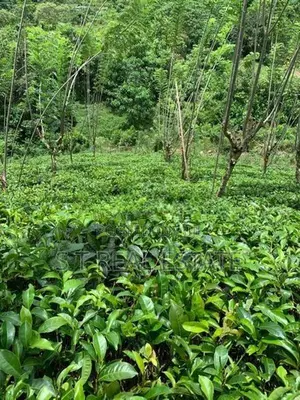 3.15 Acres Tea & Cinnamon Estate For Sale in Galle