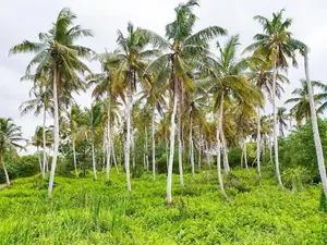 Agricultural Land for Sale in Bopitiya