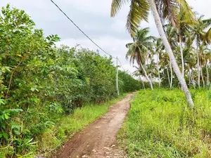 Agricultural Land for Sale in Bopitiya