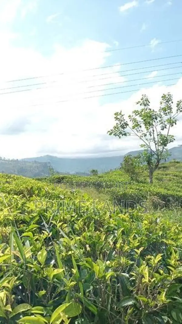Land for Sale Nuwara Eliya Road, Thalawakalle