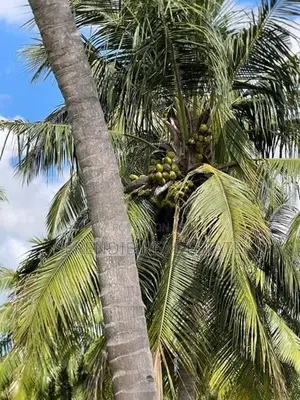 13.5 Acres Agricultural Land Sale in Puttalam