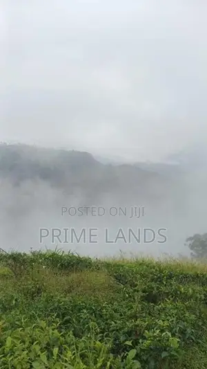 Nuwaraeliya road pundaluoya