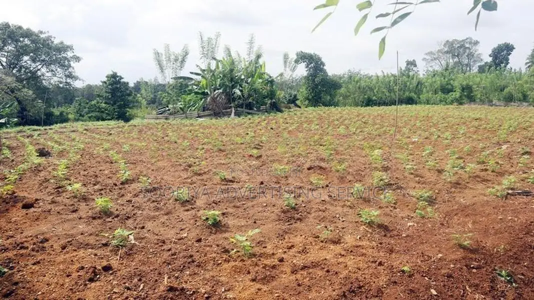 Cultivated Land in Gonapola