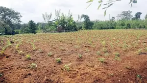 Cultivated Land in Gonapola