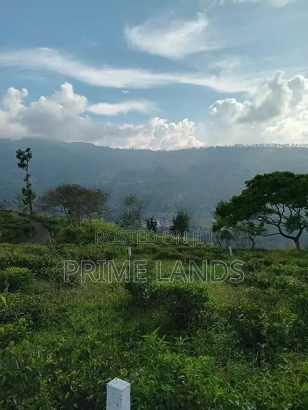Nuwaraeliya road pundaluoya