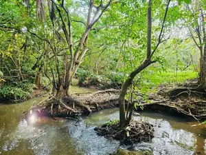 (AFA93) Beach Facing 1310 P ( 08 Acre 30 Perches ) Land Sale At Tangle