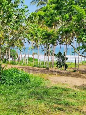 (AFA93) Beach Facing 1310 P ( 08 Acre 30 Perches ) Land Sale At Tangle