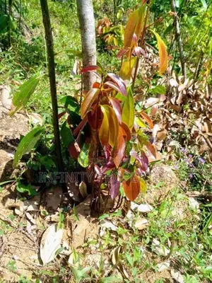 (AFA108) 28 Acres Highly Commercial Estate in Eheliyagoda for Sale