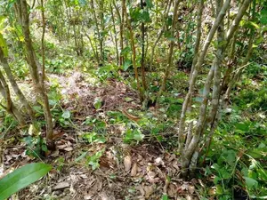 (AFA108) 28 Acres Highly Commercial Estate in Eheliyagoda for Sale