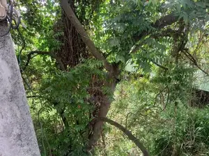 Land for Sale Gampola