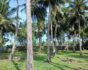 காணி விற்பனை Jaffna