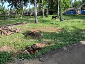 காணி விற்பனை Jaffna