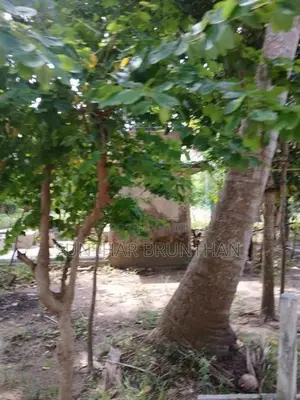 காணி விற்பனை சங்கானை