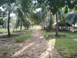 Puttlam Kurunegala Road 3.5 Acres Coconut Land for Sale