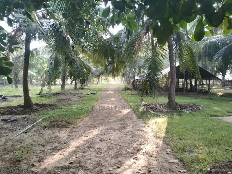 Puttlam Kurunegala Road 3.5 Acres Coconut Land for Sale