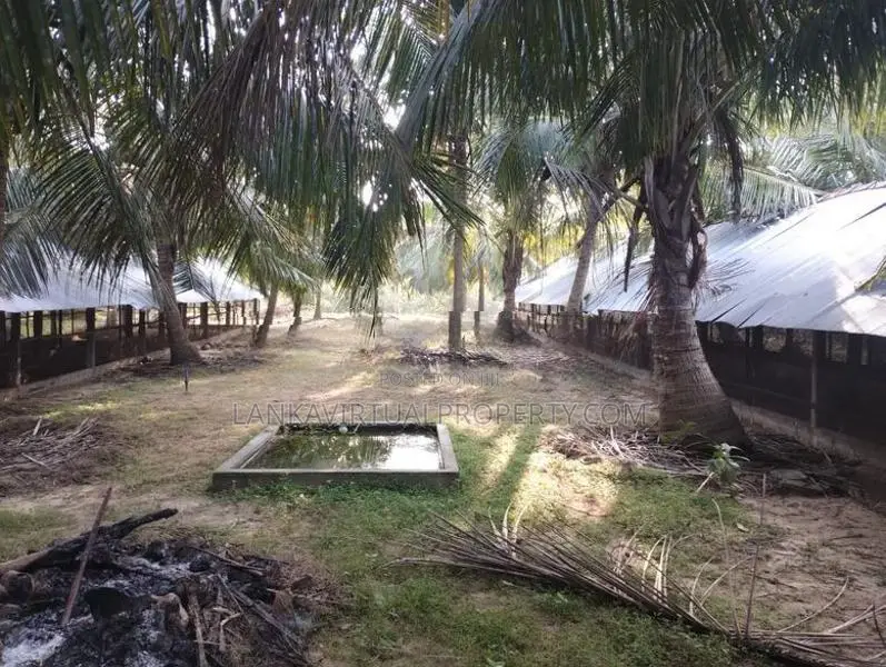 Puttlam Kurunegala Road 3.5 Acres Coconut Land for Sale