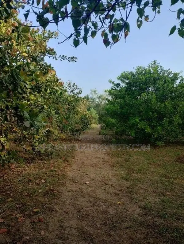 Puttlam Kurunegala Road 3.5 Acres Coconut Land for Sale