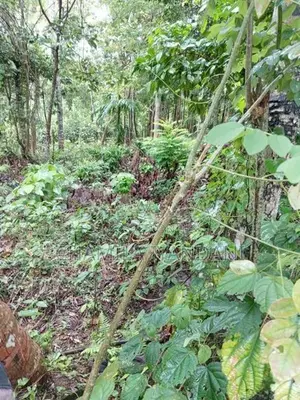 Land for Sale Kakenadura