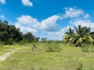 Coconut Estate for Sale in Puttalam