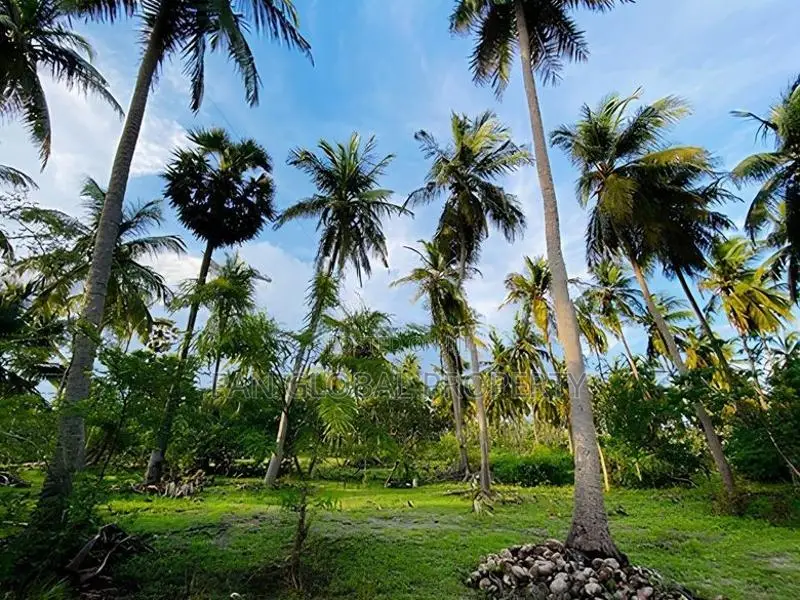Coconut Estate for Sale in Puttalam