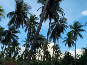 Coconut Estate for Sale in Puttalam