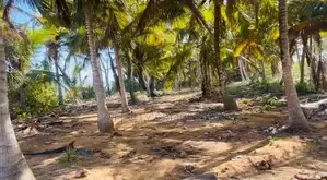 (AF871) Beach Facing 400 P Land Sale At Kahadamodara Tangle