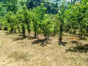 (AF860) 28 Acres Highly Commercial Estate in Eheliyagoda for Sale!