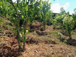 (AF860) 28 Acres Highly Commercial Estate in Eheliyagoda for Sale!