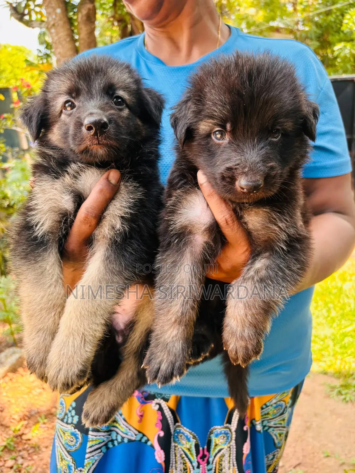 0-1 month Male Purebred German Shepherd