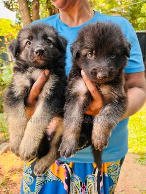 0-1 month Male Purebred German Shepherd