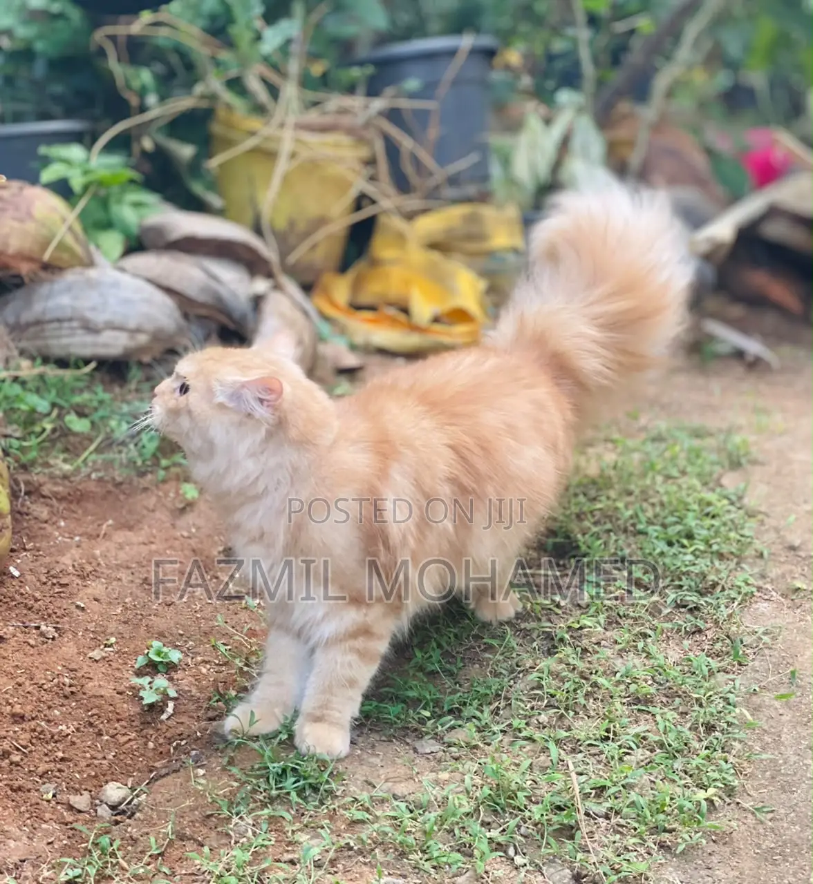 6-12 months Male Purebred Persian