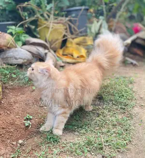 6-12 months Male Purebred Persian