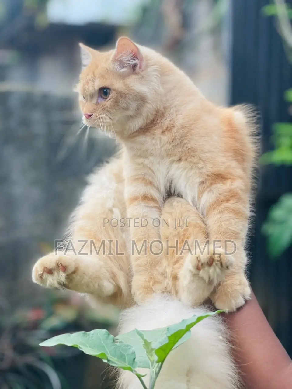 6-12 months Male Purebred Persian