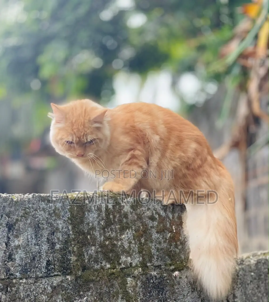 6-12 months Male Purebred Persian