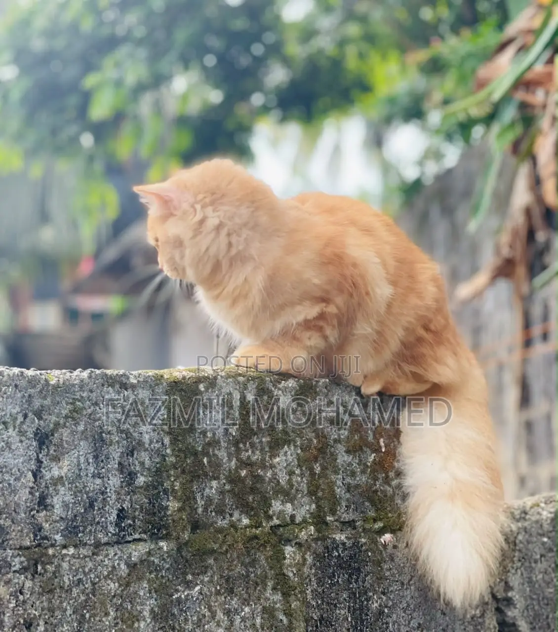 6-12 months Male Purebred Persian