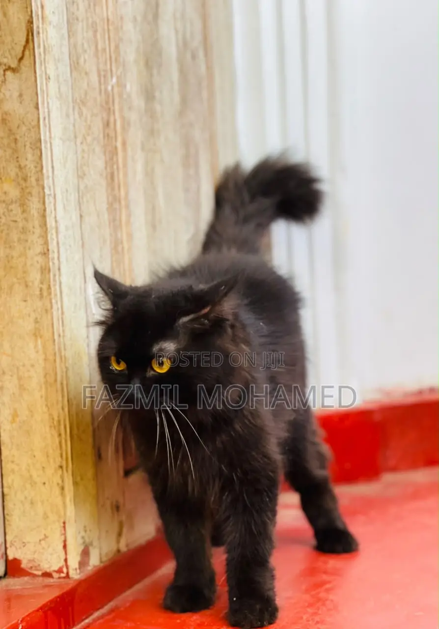1+ year Male Purebred Persian