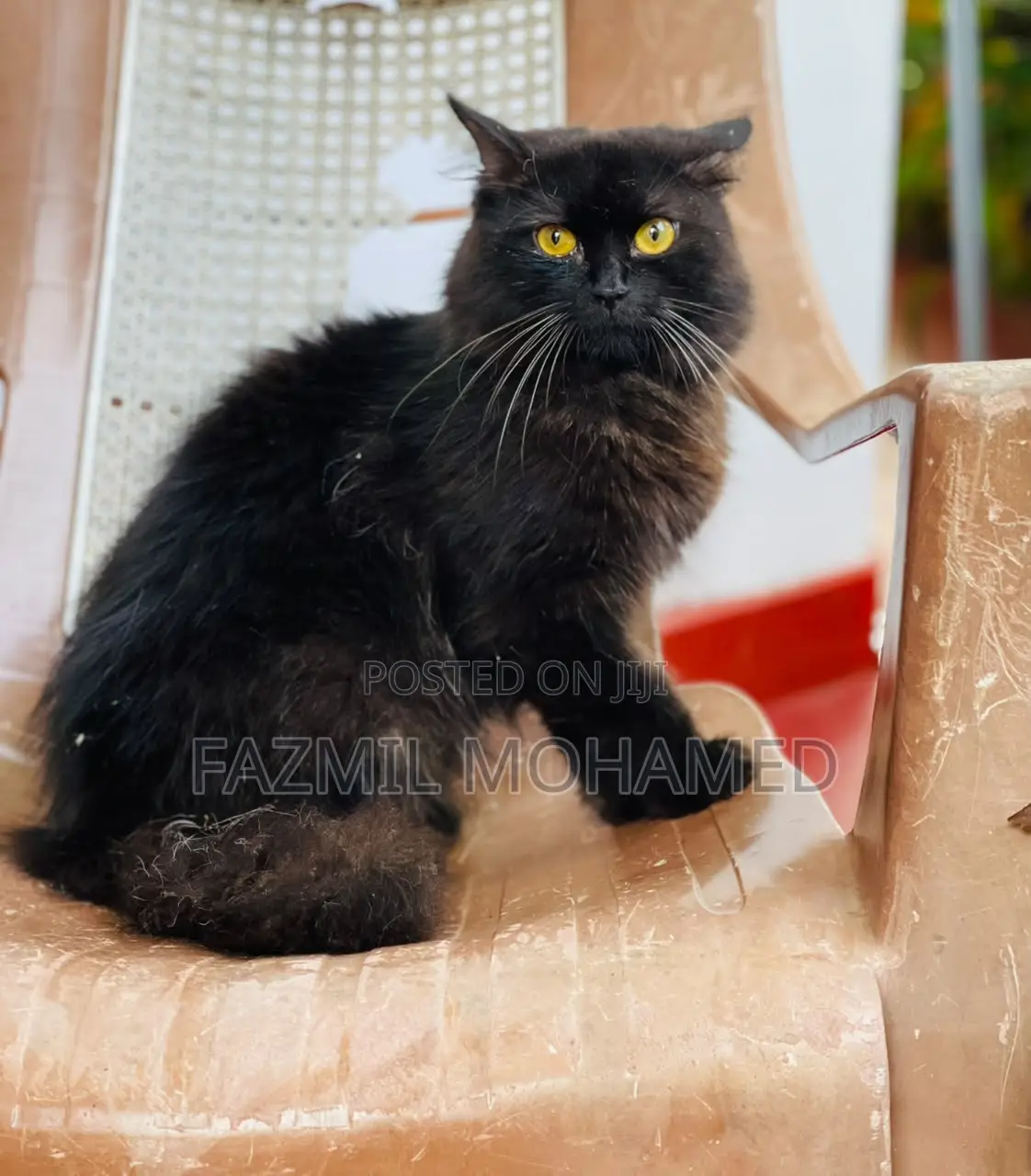 1+ year Male Purebred Persian