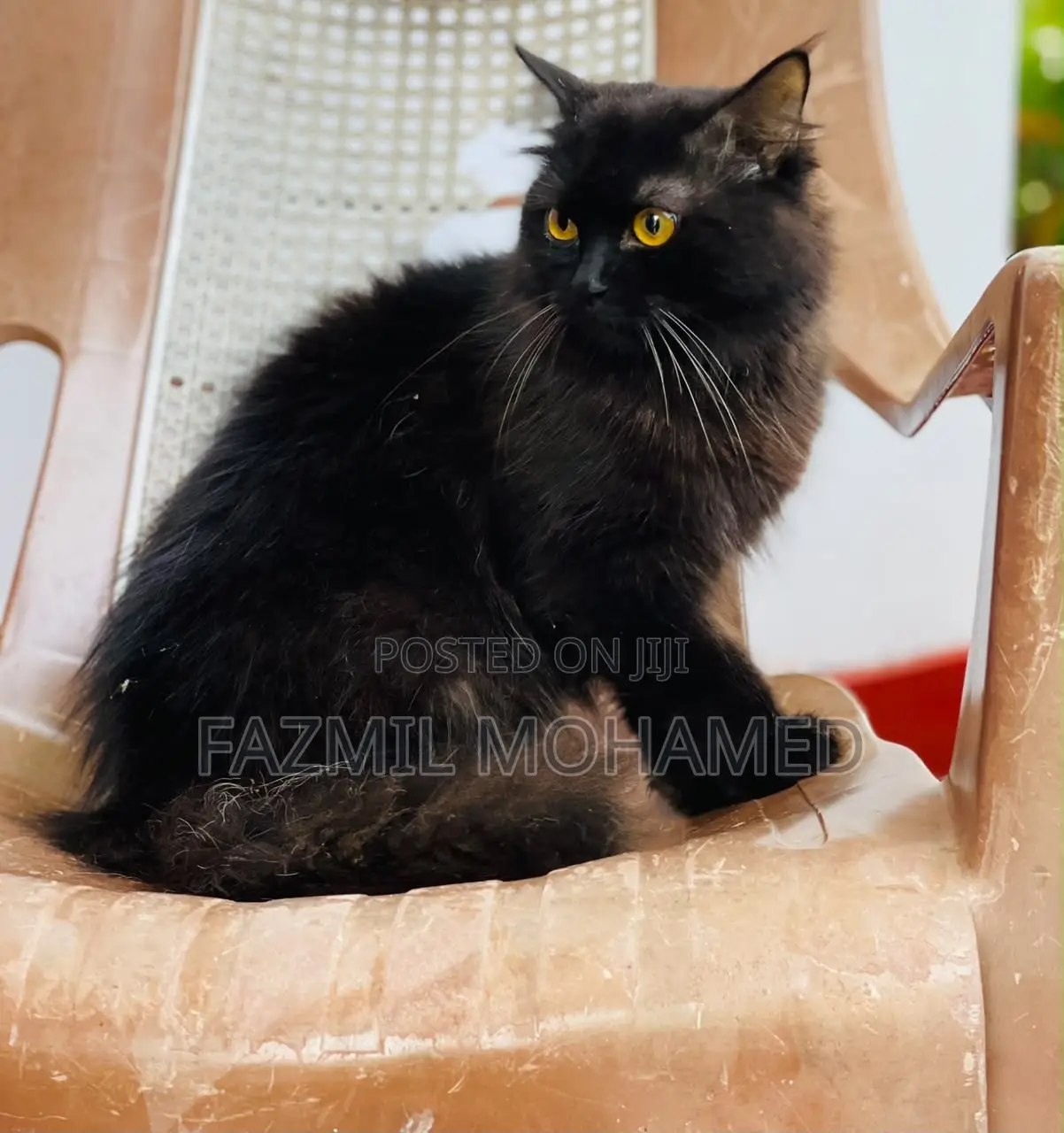 1+ year Male Purebred Persian