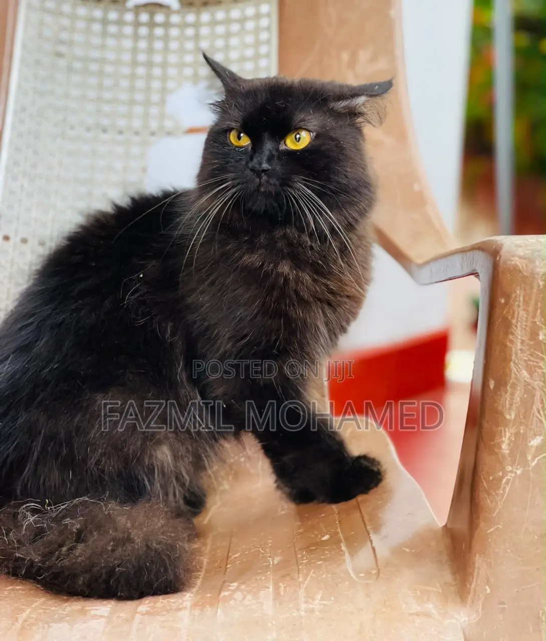 1+ year Male Purebred Persian