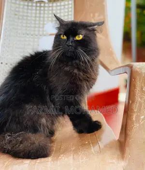 1+ year Male Purebred Persian