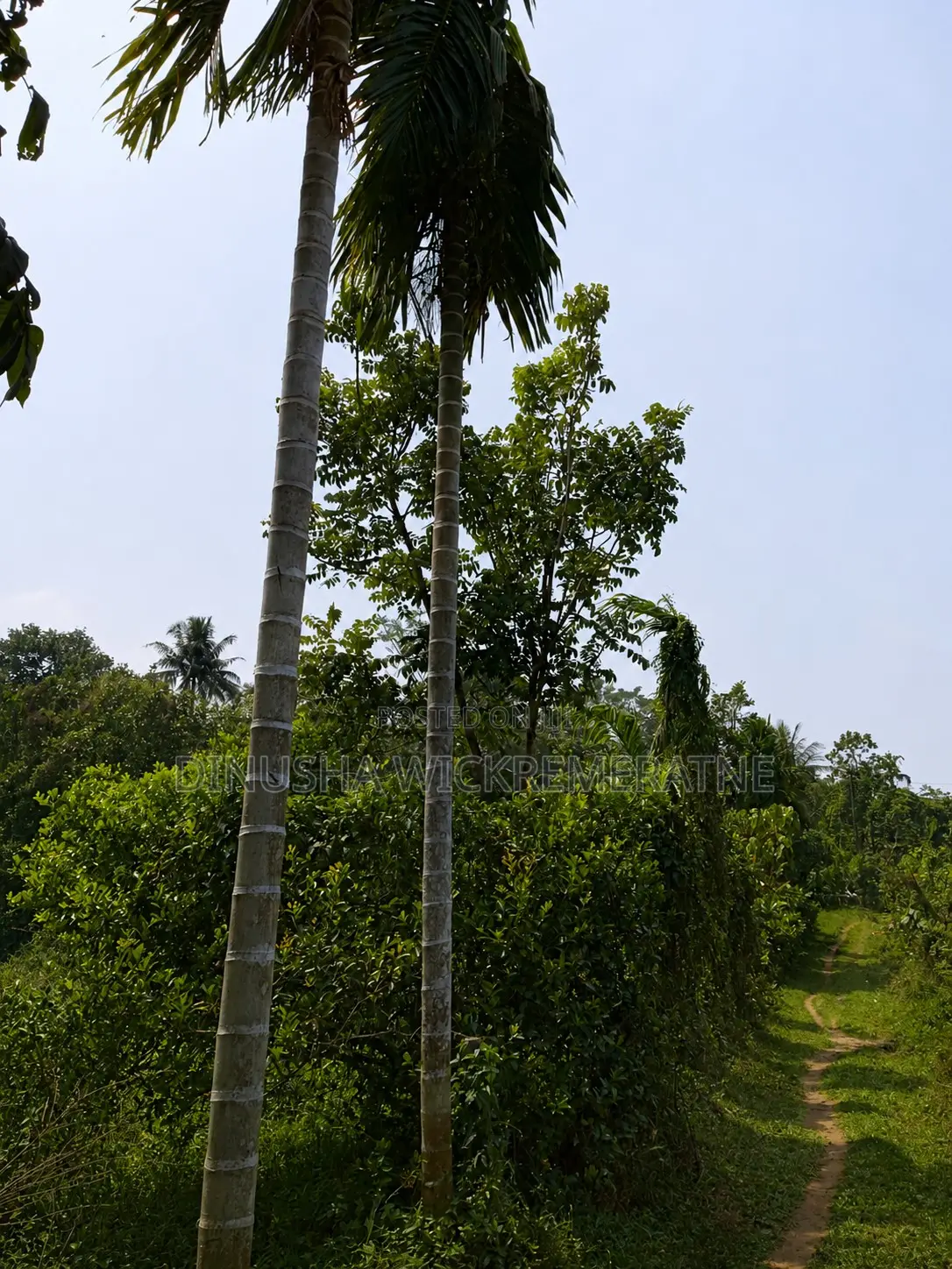 Land for Sale in Horana