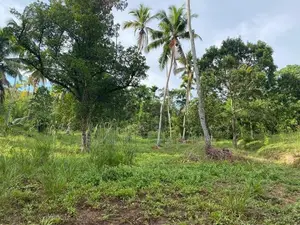 Galle : 2 Acres Prime Land for Sale - Ahangama