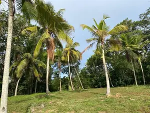 Galle : 2 Acres Prime Land for Sale - Ahangama