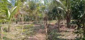 Galle : 50 Perches Land for Sale in Ahangama