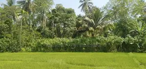 Galle : 50 Perches Land for Sale in Ahangama